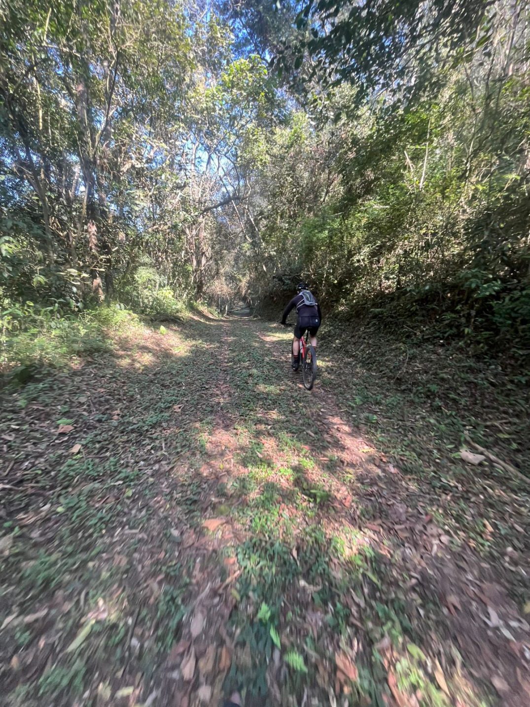 Trilha de bicicleta na floresta em SP